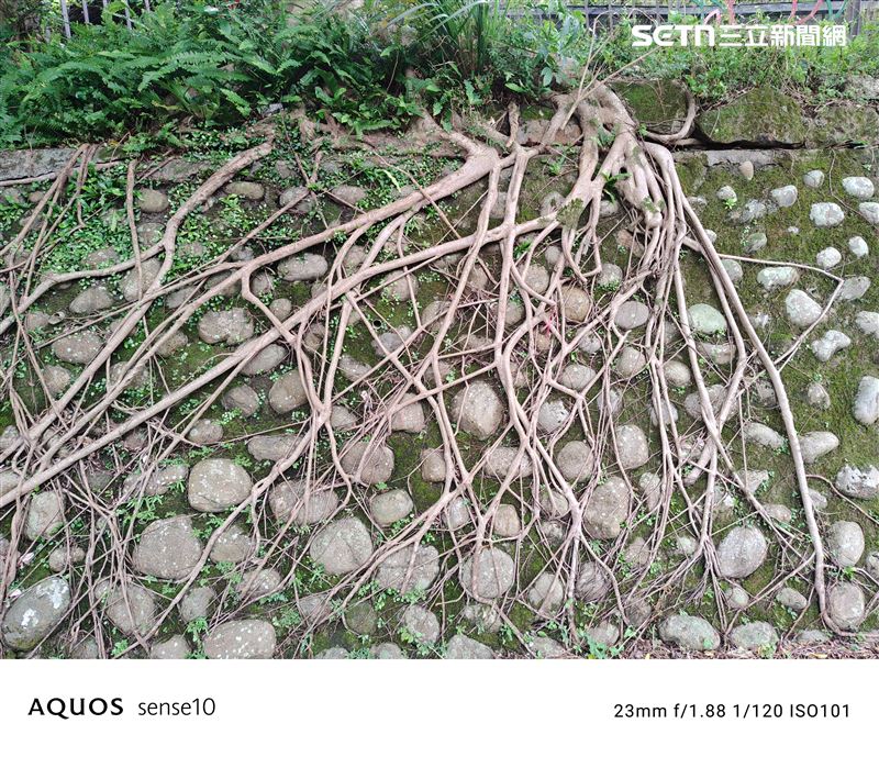 夏普AQUOS sense10戶外