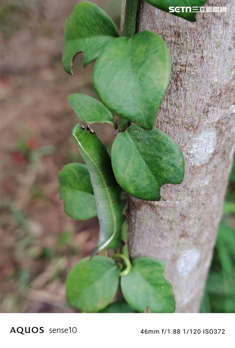 夏普AQUOS sense10 2倍拍攝毛毛蟲