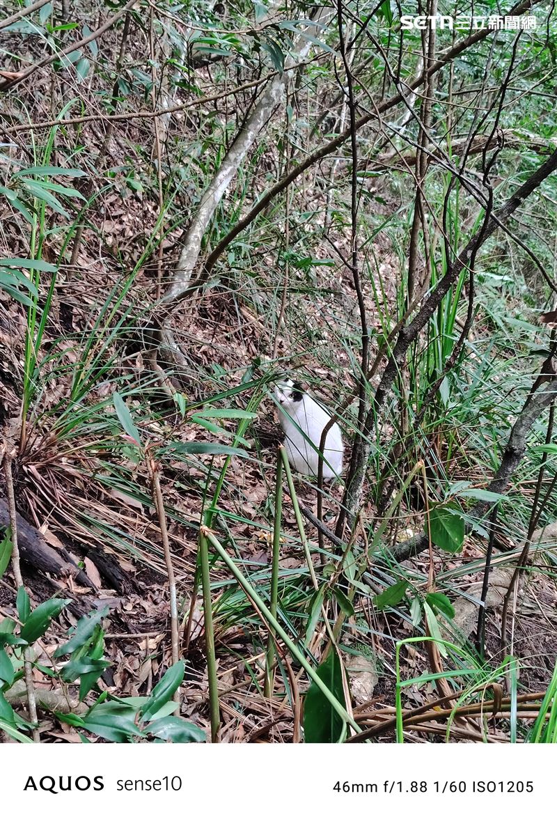 夏普AQUOS sense10 2倍拍攝爬山遇到的貓咪