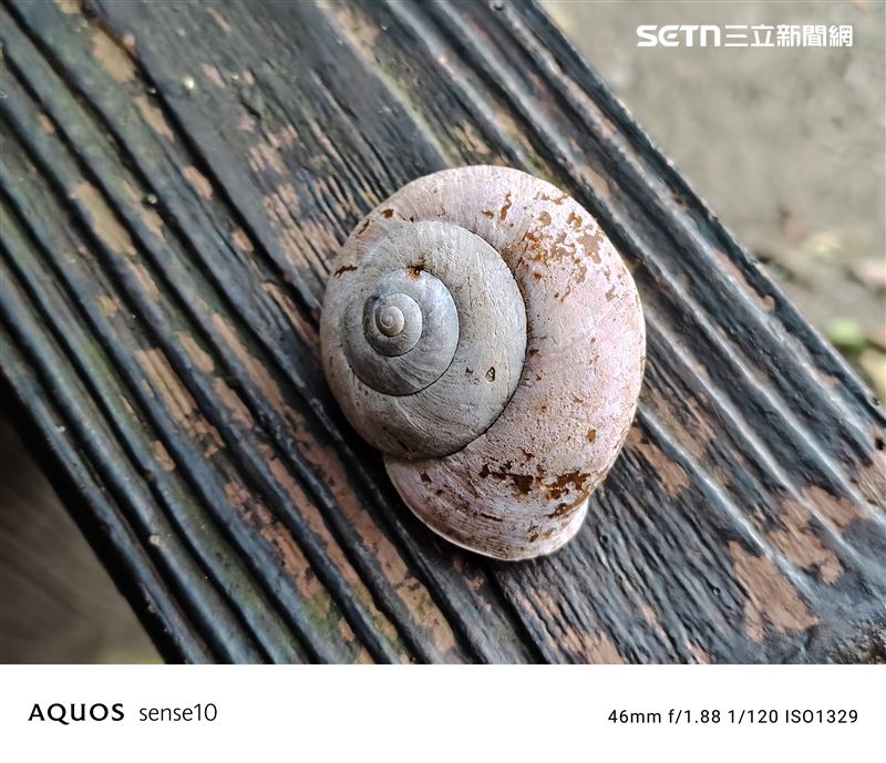 夏普AQUOS sense10 2倍拍攝，應該是斯文豪氏蝸牛的殼