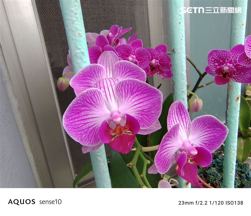 夏普AQUOS sense10 2倍拍攝蘭花