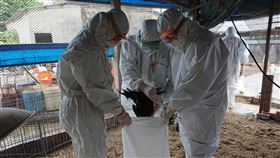 台南黑羽土雞染禽流感　撲殺8千多隻（1）台南市新市區一處養禽場確診感染H5N5亞型禽流感，台南市動物防疫保護處人員29日撲殺場內8209隻黑羽土雞，並要求養禽業者加強防疫措施。（台南市動保處提供）中央社記者楊思瑞台南傳真  108年12月29日