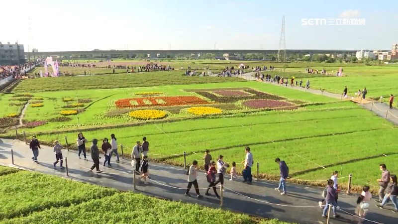 超過4公頃仙草花田