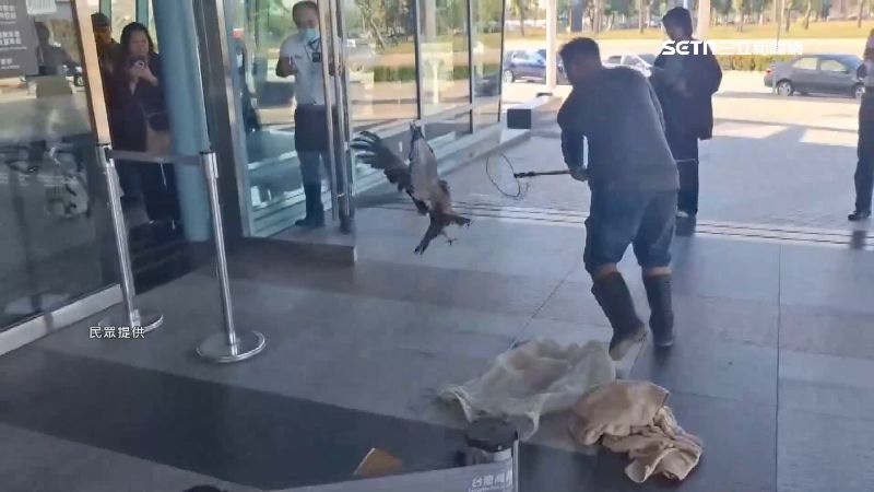 砰！大冠鷲闖嘉義高鐵站　撞擊玻璃窗倒地