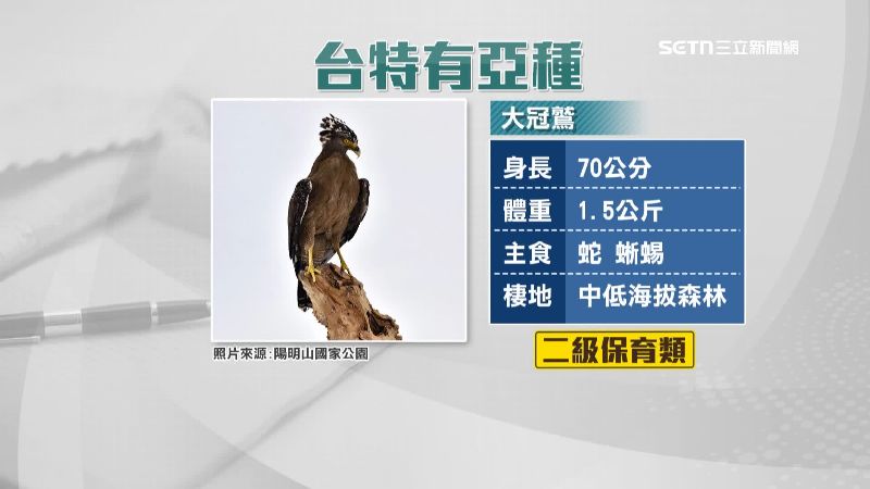 大冠鷲是台灣特有亞種