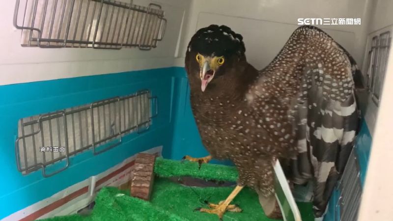 嘉義高鐵站竟然出現大型猛禽「大冠鷲」