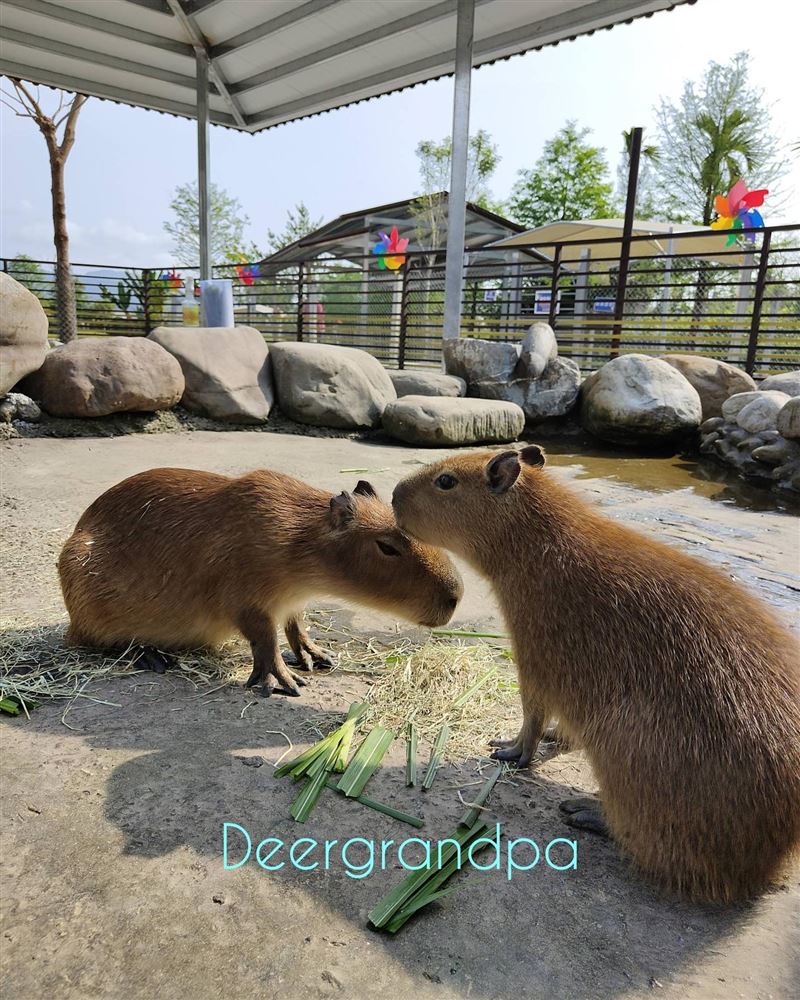 鹿爺爺受到許多遊客喜愛。（圖／翻攝自鹿爺爺臉書）