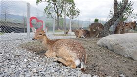 鹿爺爺歇業。（圖／翻攝自鹿爺爺臉書）