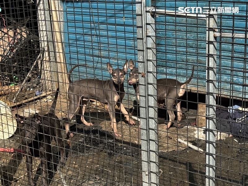 劉男獨居在透天厝，平時飼養10餘隻狗狗，後續將由動保處接手安置。（圖／翻攝畫面）
