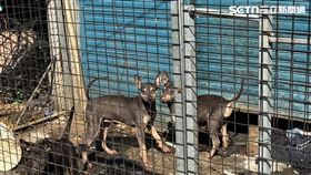 動保處,高雄,三民區,遺體,犬隻（圖／翻攝畫面）