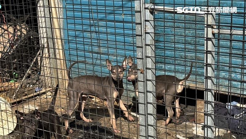 新/高雄男住家成水上腐屍 疑遭14犬啃食