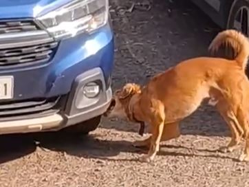 印度民眾拍下，一隻有人飼養的黃狗大力撕咬車子。（圖／翻攝自IG）