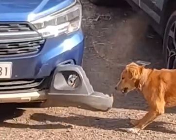 黃狗在多次拉扯後，把車的保險桿啃斷。（圖／翻攝自IG）