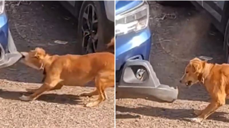 狗咬壞車引怒 一票見「真相」喊:大快人心
