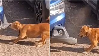 狗咬壞車引怒 一票見「真相」喊:大快人心