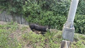 被趕出隧道的其中1隻小豬。（圖／翻攝畫面）