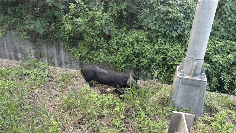 被趕出隧道的其中1隻小豬。（圖／翻攝畫面）