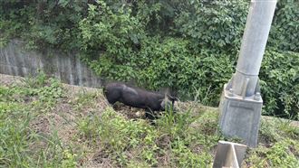 新／3小豬闖入！台64觀音山隧道緊急封閉