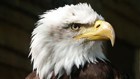 Bald eagle,白頭海鵰（示意圖／PIXABAY）