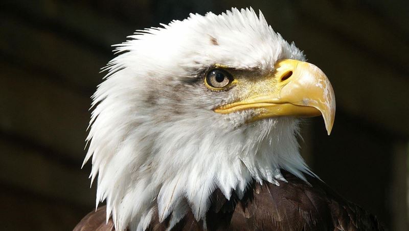 開車中竟「天降貓屍」!兇手抓到了:母湯