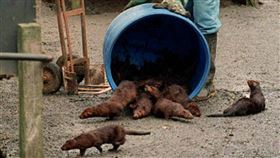 1998年漢普郡水貂放生事件造成生態破壞，克莉絲汀被揭露曾參與其中。（示意圖／達志／美聯社）