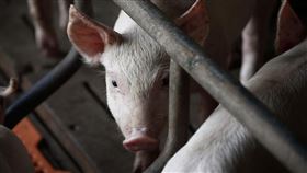 南韓非洲豬瘟疫情升溫。（示意圖／翻攝自Pixabay）