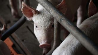 韓非洲豬瘟升溫　養豬重鎮忠清南道也淪陷