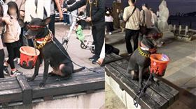 淡水老街有隻黑狗頭戴墨鏡、嘴咬水桶，並被長時間綁在椅子上，遭網友質疑受到飼主虐待。（圖／翻攝自Threads、Dcard）