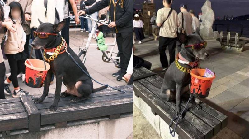 淡水老街黑狗疑被當斂財工具　動保處回應