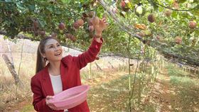 梁佑南現身果園。（圖／洪紫齊提供）