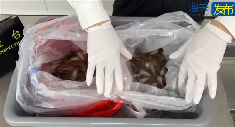 女子攜帶的是平鰭鰍科魚。（圖／新浪新聞）