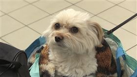 導演山田茜表示，當時俄烏戰爭爆發，看著新聞中有許多人們抱著愛犬、愛貓逃難，意識到「啊！原來戰爭時期，大家避難也會記得帶上家裡的毛小孩啊！」（圖／天馬行空提供） 