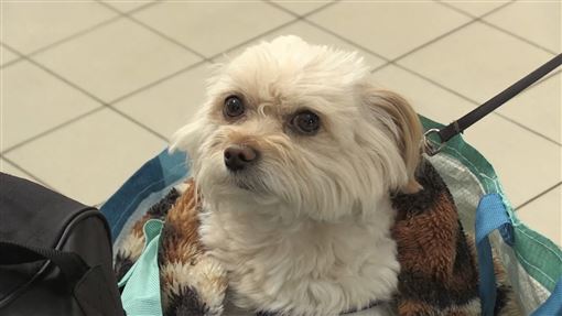 日導演衝烏克蘭戰區　揭活活餓死殘忍真相