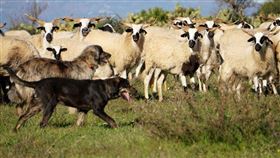 （示意圖／PIXABAY）