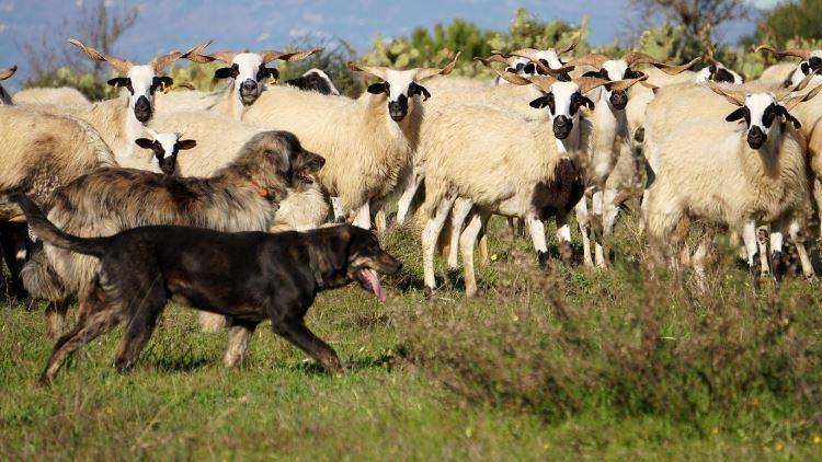 狼為啥見到狗就跑？不是怕狗，專家曝原因
