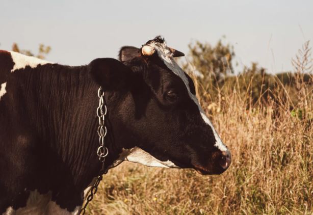 巴西男子睡夢中竟遭掉落的巨牛踩踏身亡，事件發生地靠近農場山坡。（示意圖，非當事牛隻／pexels）