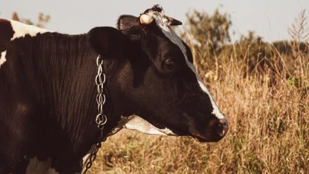 男子在家睡覺!1公噸活牛屋頂墜下壓死他