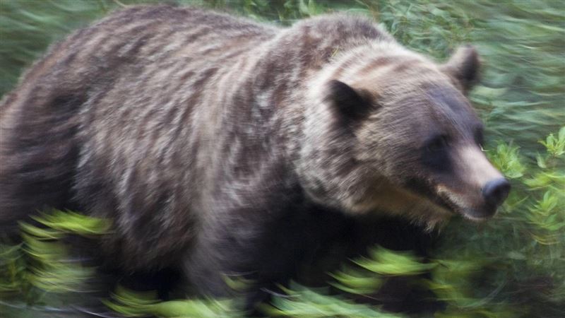 熊掌下亡魂+1 新潟縣登山客疑遭熊攻擊亡