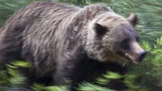 熊掌下亡魂+1　新潟縣登山客疑遭熊攻擊亡