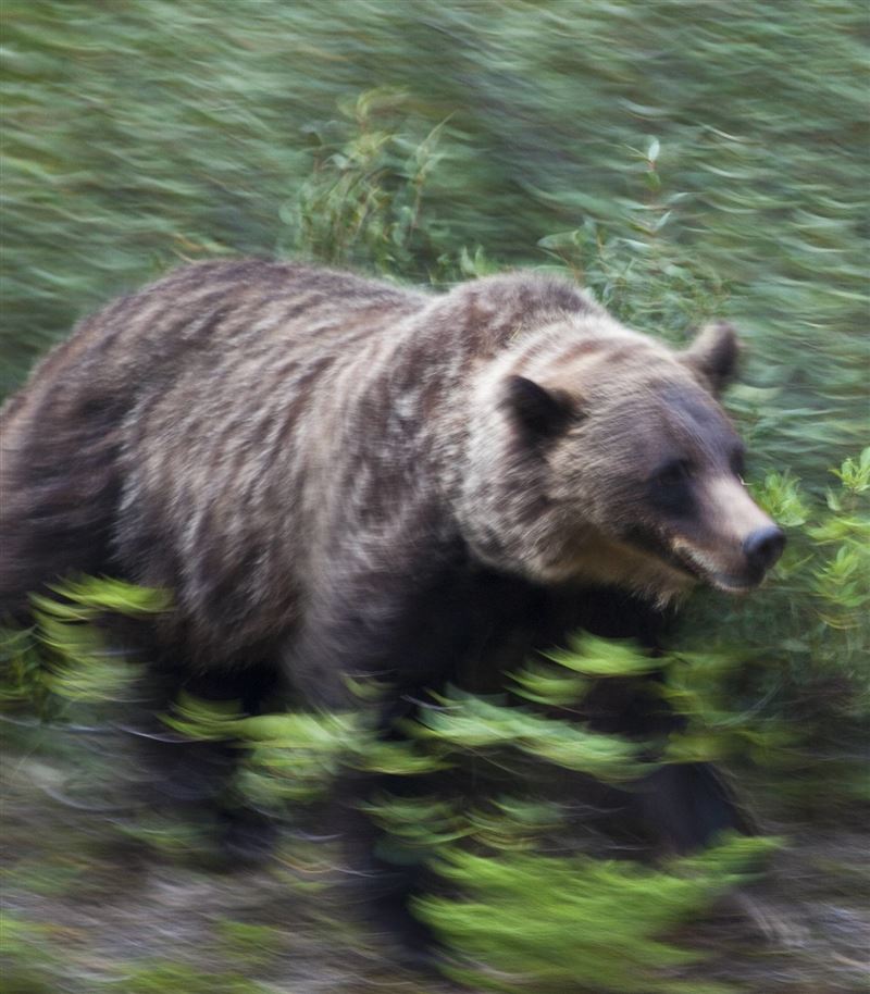 日本又傳登山客疑遭熊襲擊致死案。圖為示意圖，非當事熊。（圖／翻攝自X平台 @pubity）