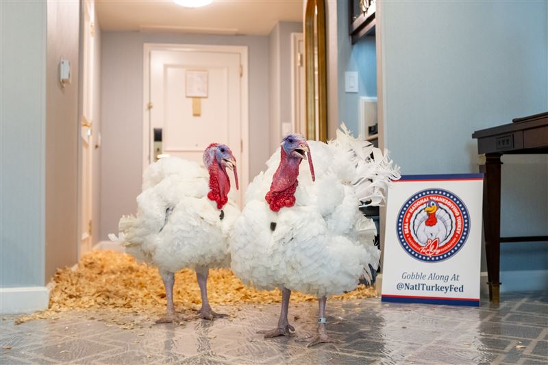 這是被赦免的火雞分別是Gobble（咕咕）與Waddle（搖擺）。（圖／翻攝自X平台 @WhiteHouse）