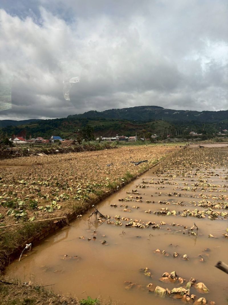越南日前豪雨導致災情嚴重，沿海城市會安、順化皇城、旅遊勝地芽莊等地嚴重洪災，稻米、咖啡產區受災，影響收成。農田泡在水中，農民恐欲哭無淚。（越南台商總會提供）