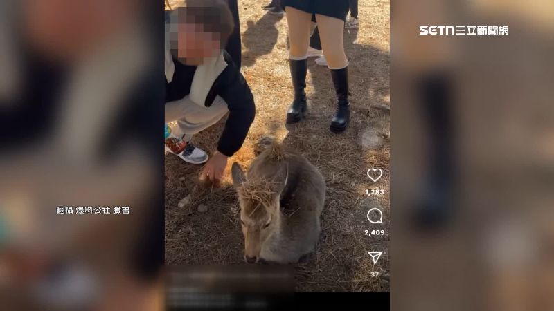 台人放滿雜草在奈良鹿身上