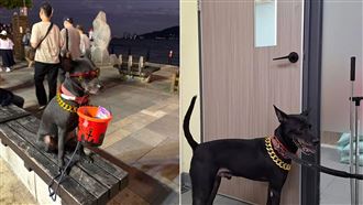 淡水「黑狗兄」叼水桶乞討 動保處開罰8萬