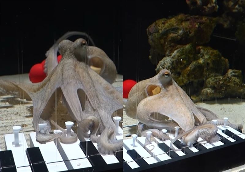 音樂家耗時半年　成功訓練章魚彈鋼琴爆紅