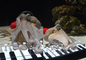 音樂家耗時半年　成功訓練章魚彈鋼琴爆紅（圖／翻攝畫面）