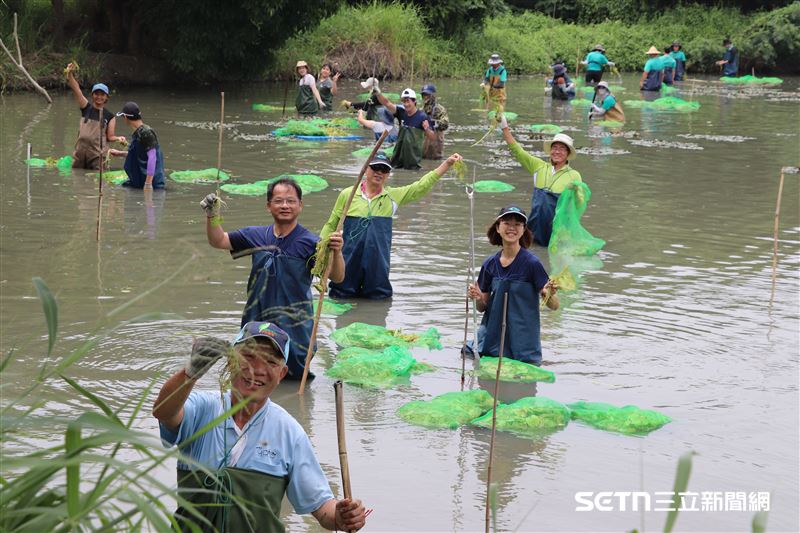 林業保育署嘉義分署在今年5月時，廣邀多名熱血志工，於嘉義縣水上鄉九芎埤種植浮葉植物復育水雉棲地。（圖／林業保育署嘉義分署授權提供）