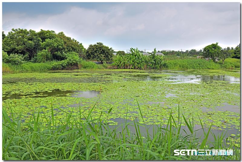 種植一個月後，浮葉植物已遍佈九芎埤塘水面，形成水雉可以利用的棲地。（嘉義縣野鳥學會陳建樺攝，授權提供）