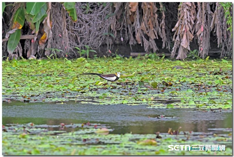 當地塗溝社區及長期關注水雉保育的嘉義縣野鳥學會持續維護及監測九芎埤棲地，在今年6月26日時發現，水雉首次回到九芎埤佔據棲地，後續則記錄到2公1母的水雉穩定利用，並成功於7月19日正式確認首巢已產下4顆蛋。（圖／嘉義縣野鳥學會陳建樺攝、授權提供）