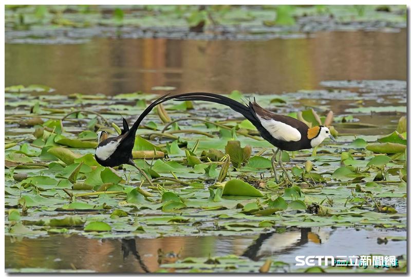 水雉公鳥與母鳥一同守在巢旁，畫面寧靜而和諧，宛如大自然中的絕美瞬間，令人驚嘆不已。（圖／嘉義縣野鳥學會陳建樺攝、授權提供）